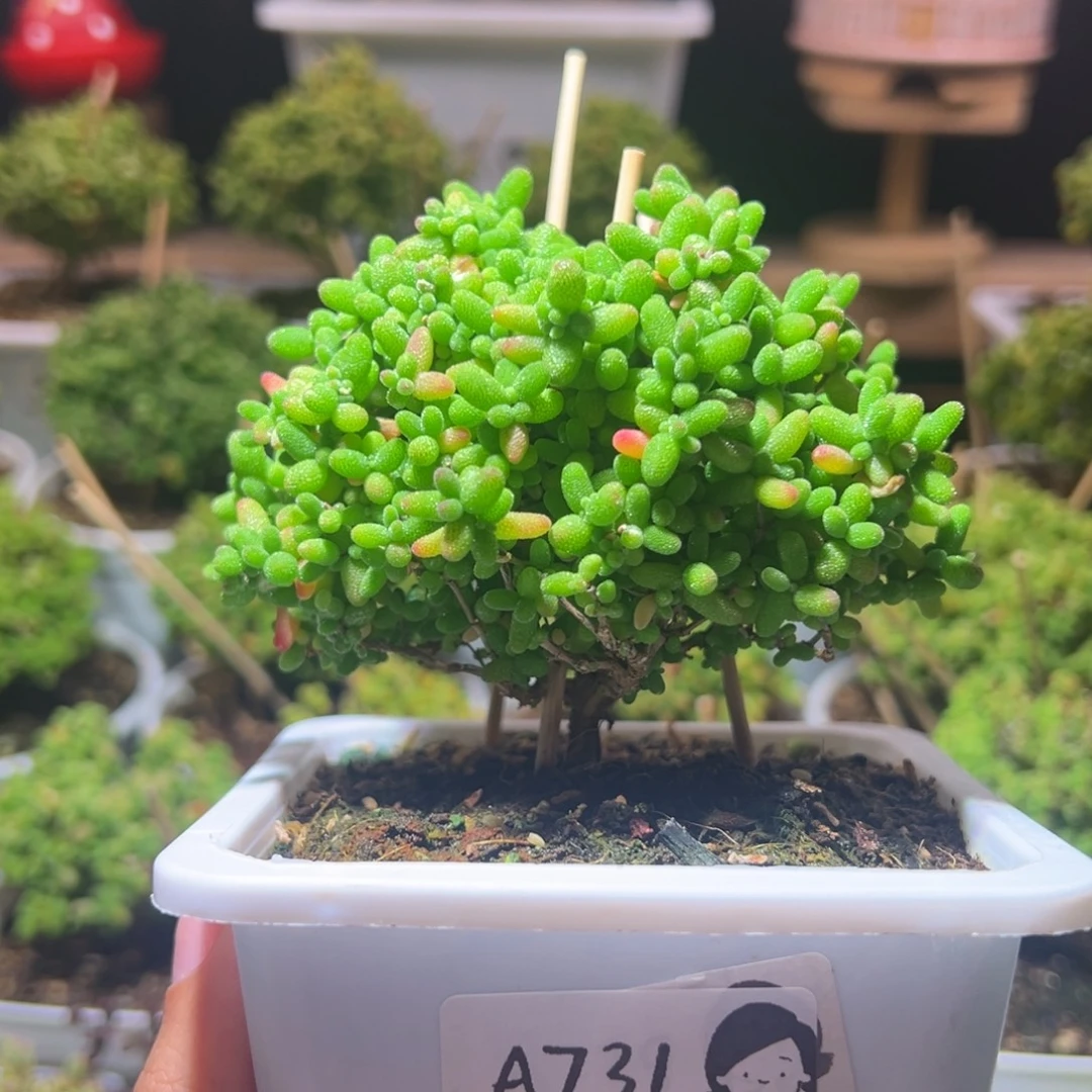 731蜜橘一物一拍带盆土发货