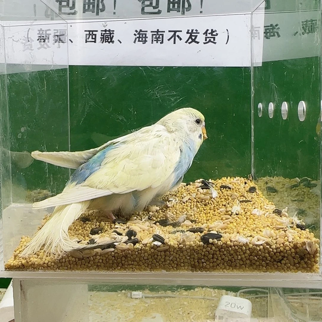 虎皮鹦鹉大头鹦鹉