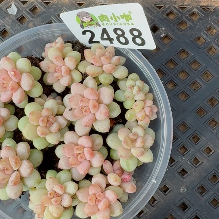 多肉植物多肉植物