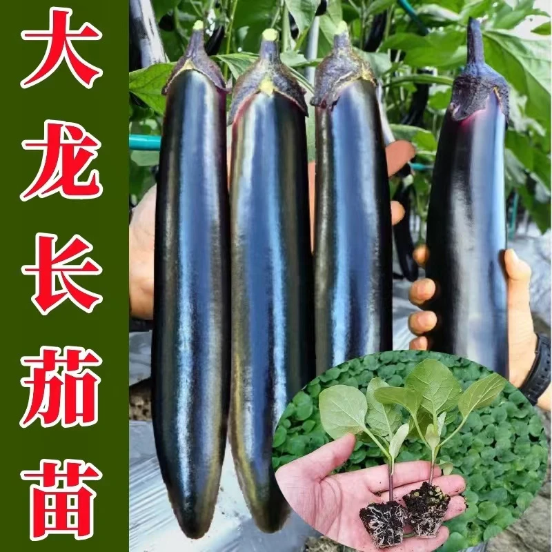 大龙长茄苗秧苗紫把长茄苗子幼苗紫黑茄子苗烧烤嫁接春秋四季菜苗