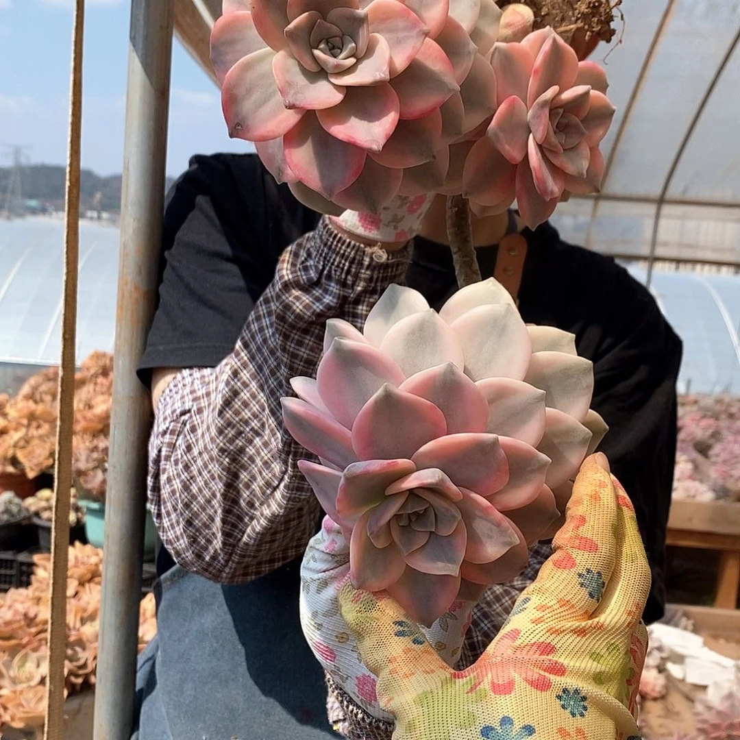 朵****³多肉植物紫乐景C10