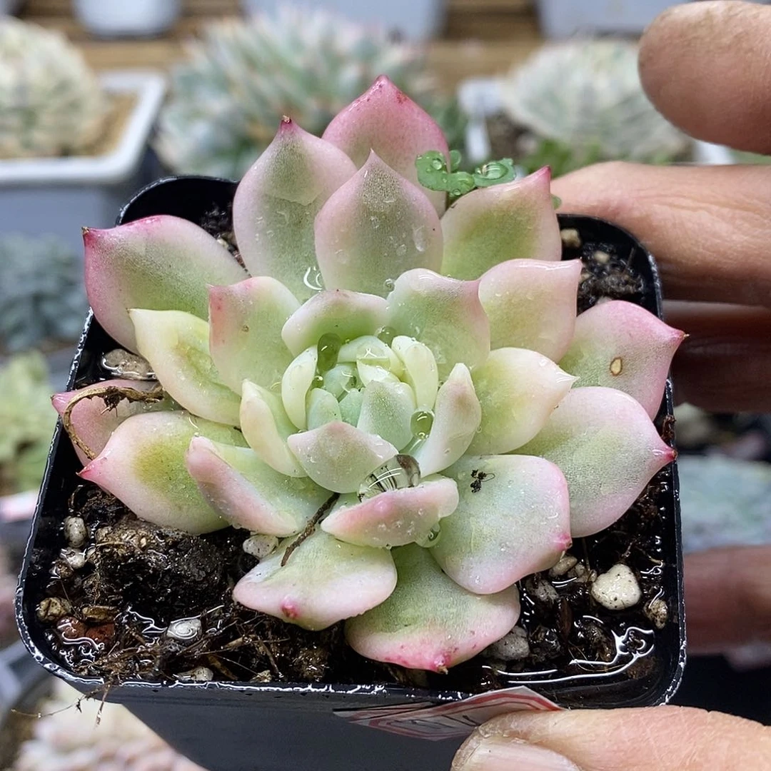 25104 霜花花脸锦