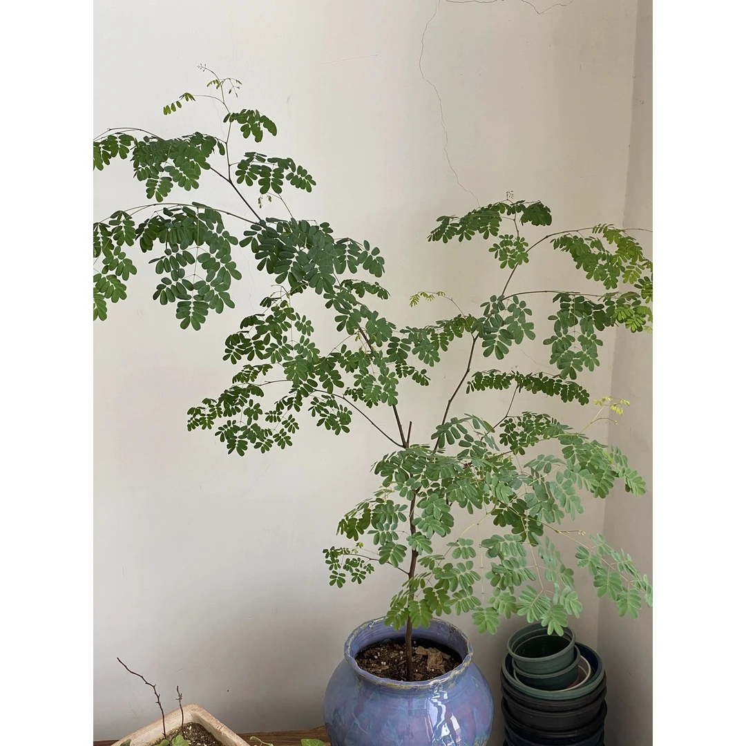 美好花园｜顺丰包邮室内耐荫植物巴西红檀铁力木密叶象耳环铁架木