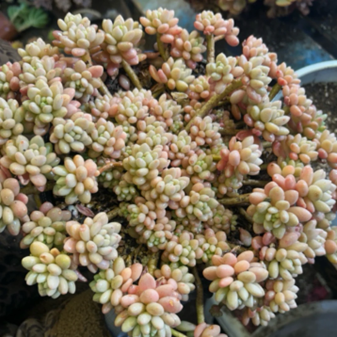 眼镜多肉（鱼子酱）整装老桩飘枝盆栽盆景多肉