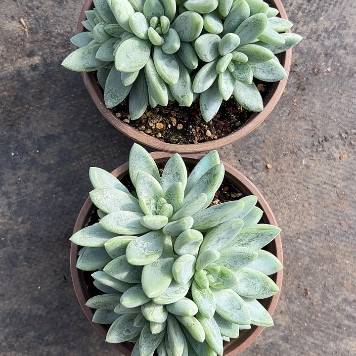 小****富士山下的雪两个