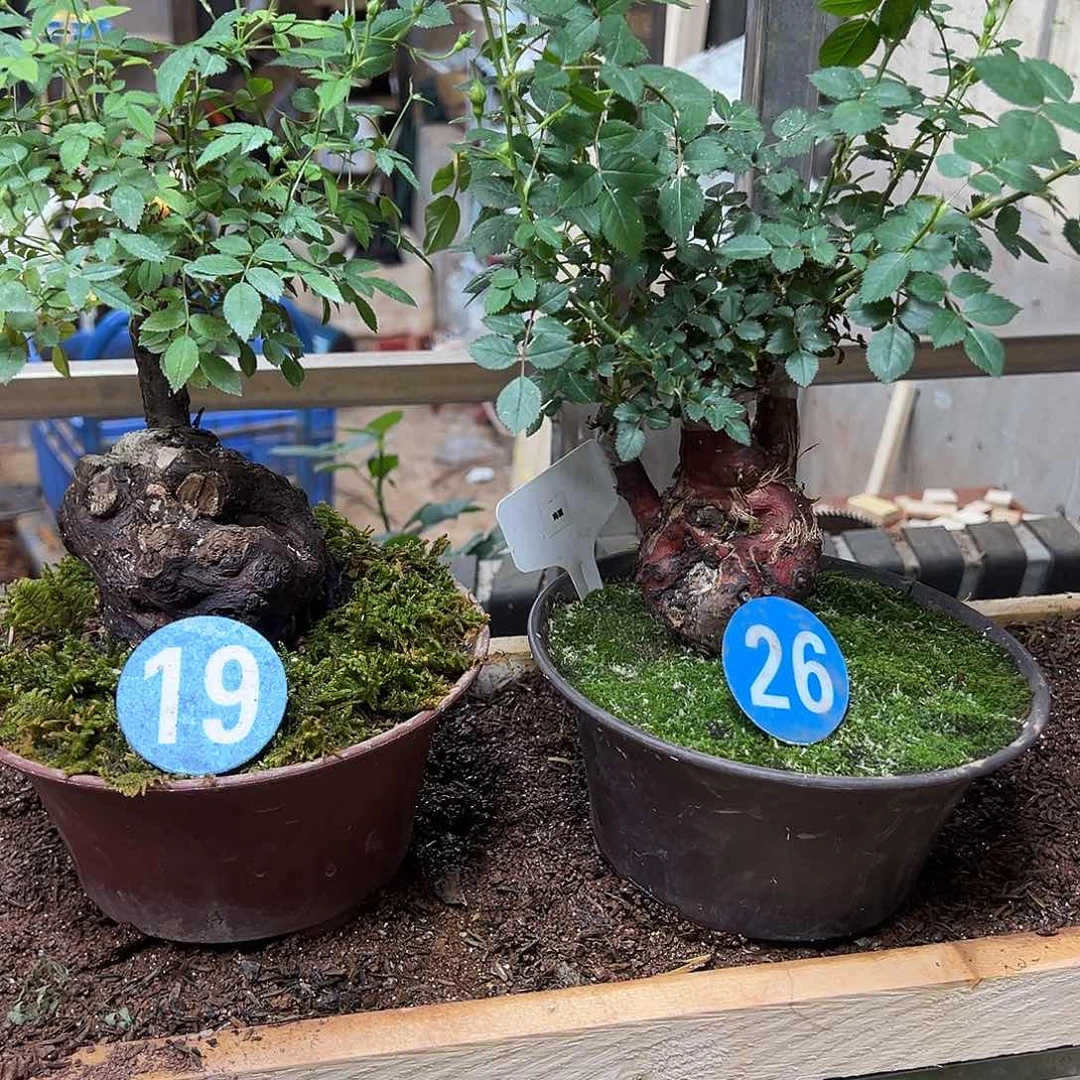 山木香月季盆景19/26