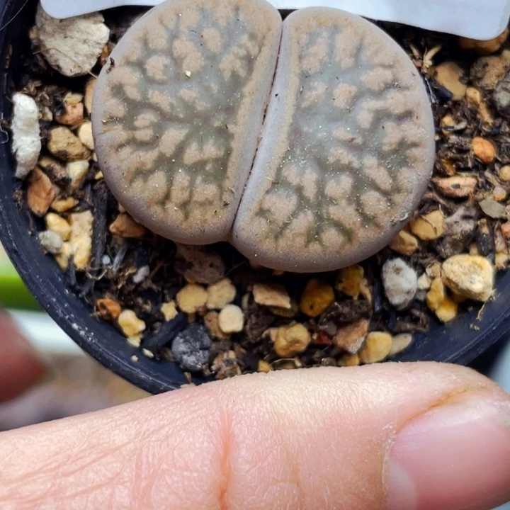 391线富贵母本带盆