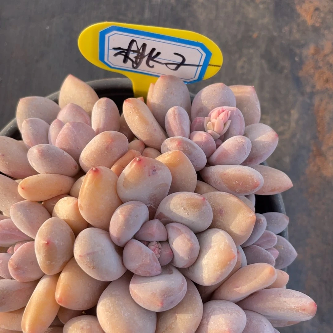 桃*。姐姐说她真的有男朋友