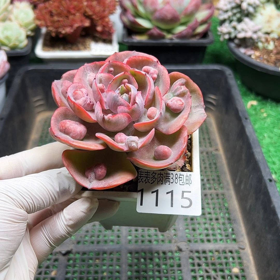 无花朵多肉一物＿拍植物11115