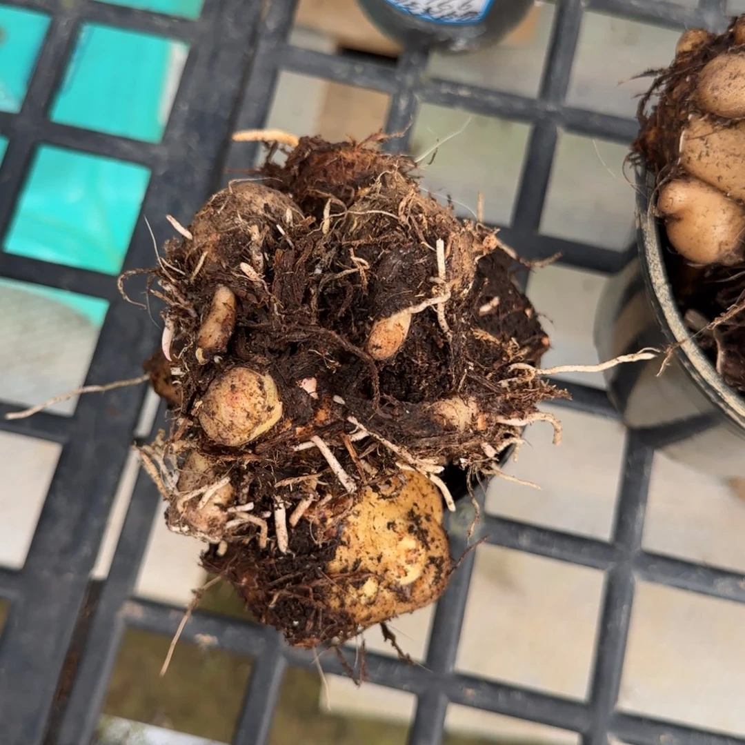 多***佳完全开放28小盆盲盒球