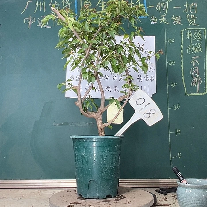 当前无花栽培后可以开花热火桑巴 原生小树头 018