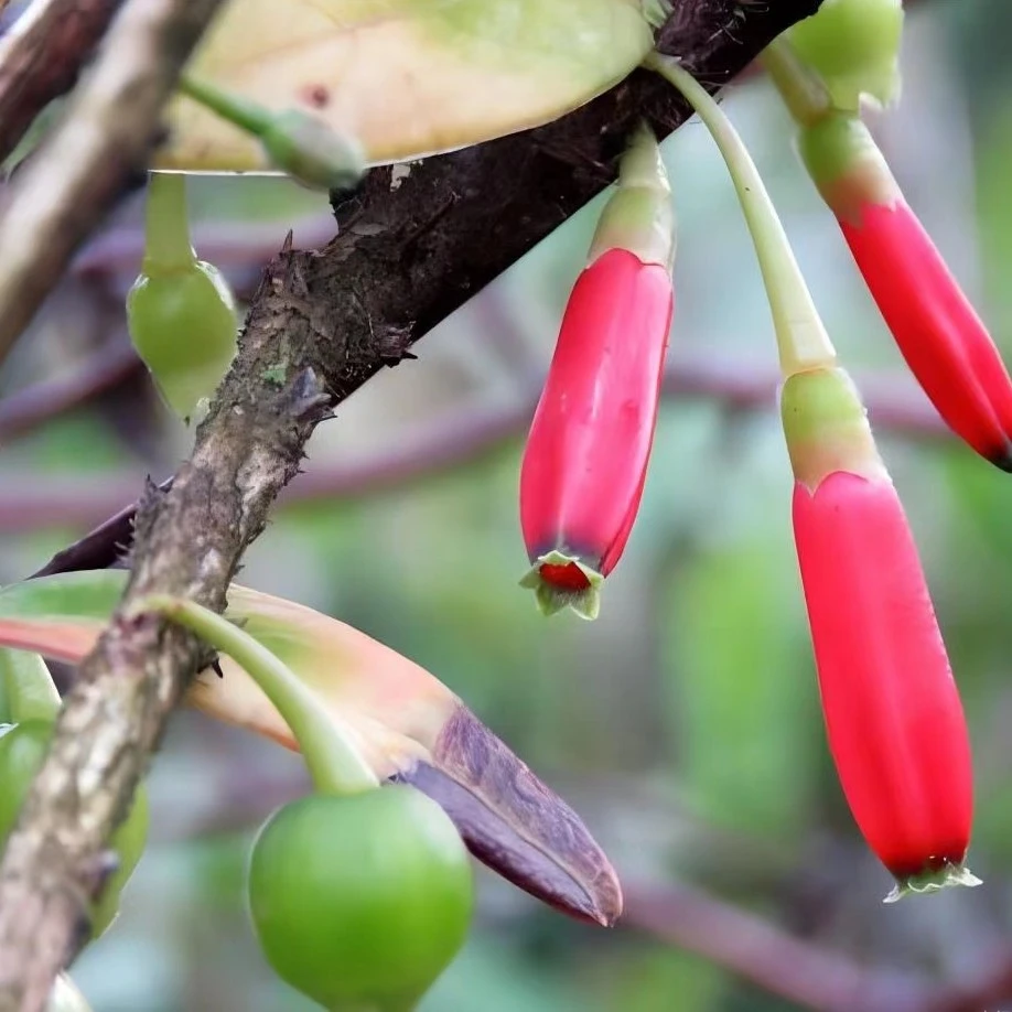 云南红花五翅莓，开花结果