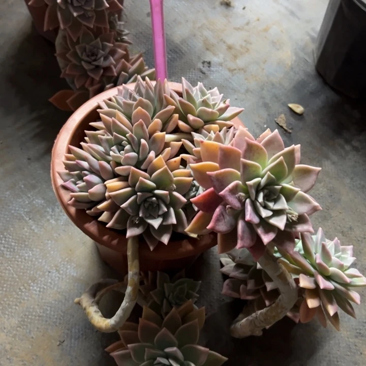 @*露浪漫多肉植物098