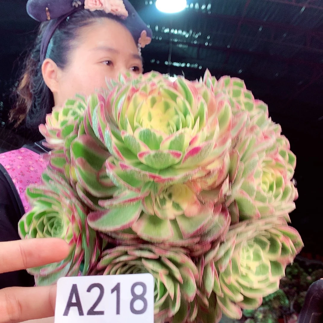 无花朵柒哥多肉法师不包侧断枝218