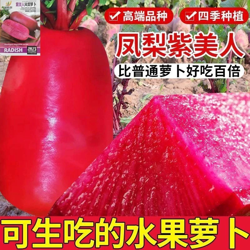 凤梨红心水果萝卜籽种子高产生吃满堂红心里美春秋夏季四四季菜籽