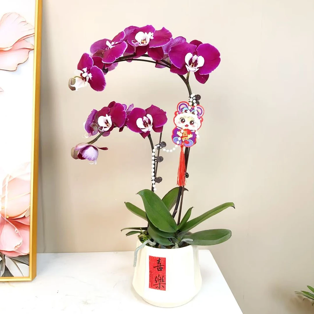 A级【米歇尔】精品 蝴蝶兰