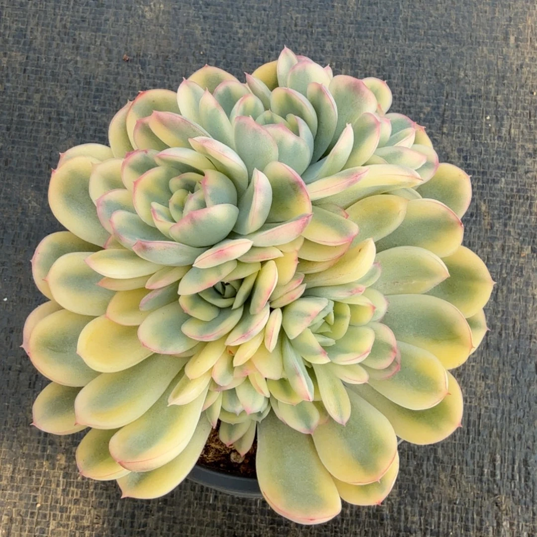 草莓冰锦锦上园艺一物一拍