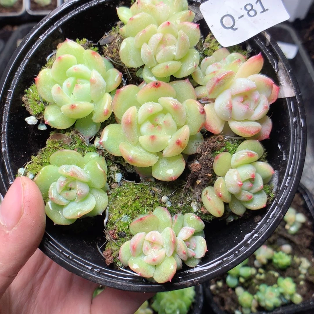 无花朵Q81珍妮yyyyy