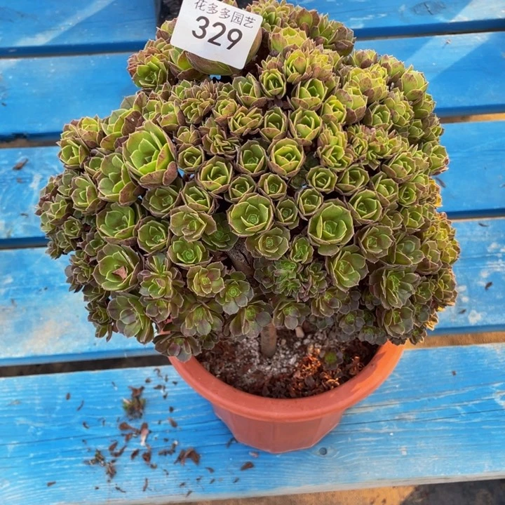 329号万圣节朵朵有修