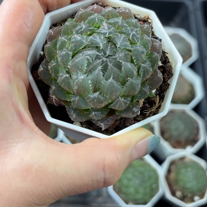 翠云玉露多肉植物