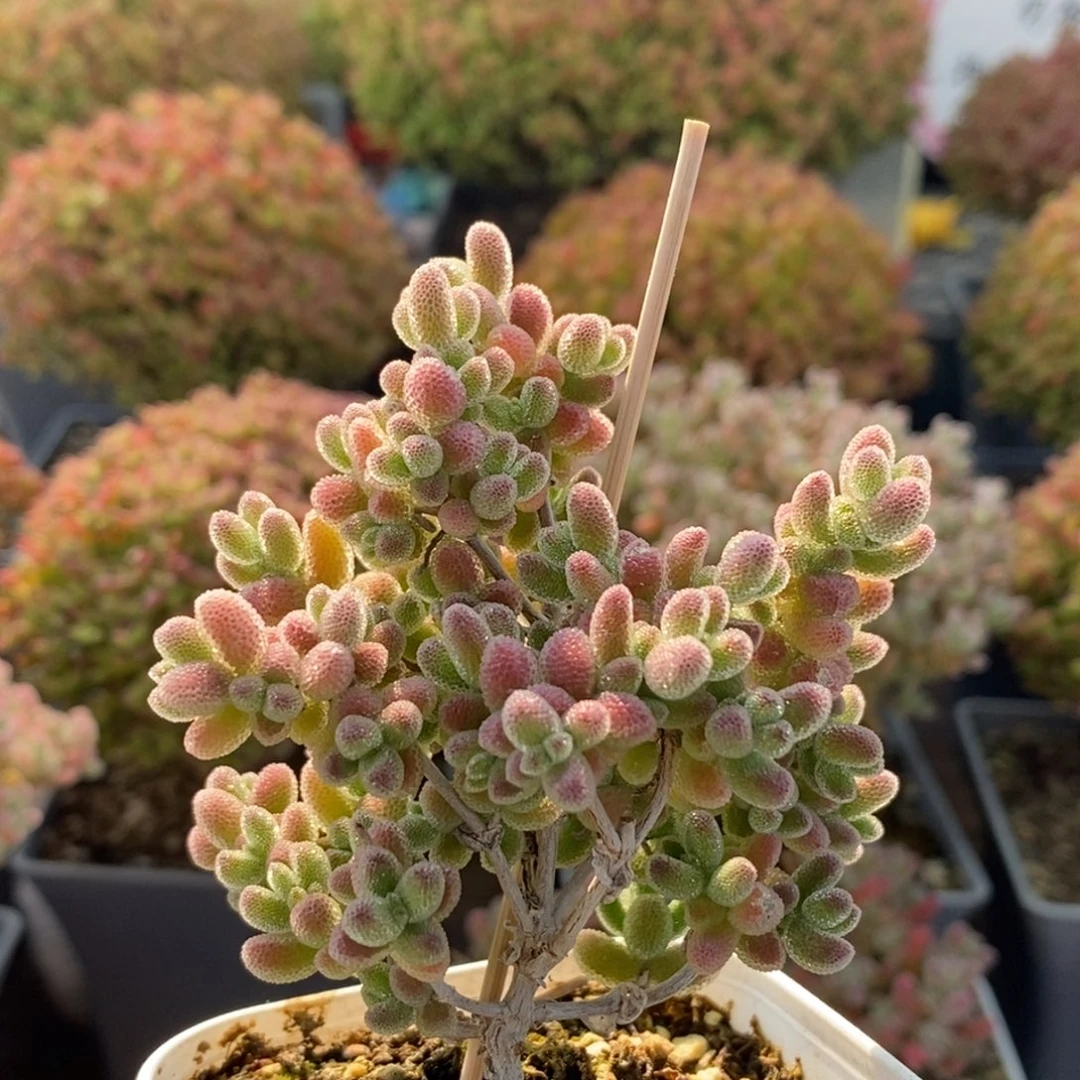 优选冰晶4243枝干番杏