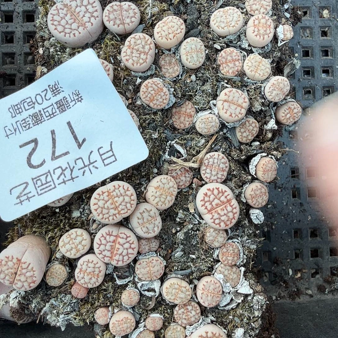 你也快回来吃饭哦我的172这个