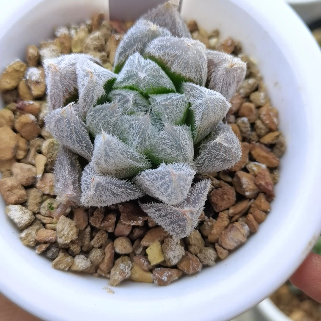 150号梦露玉露锦一物一拍带盆土发货