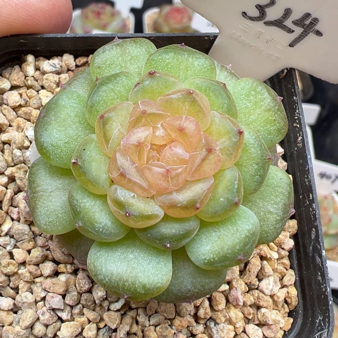 324号风花雪月系列流萤