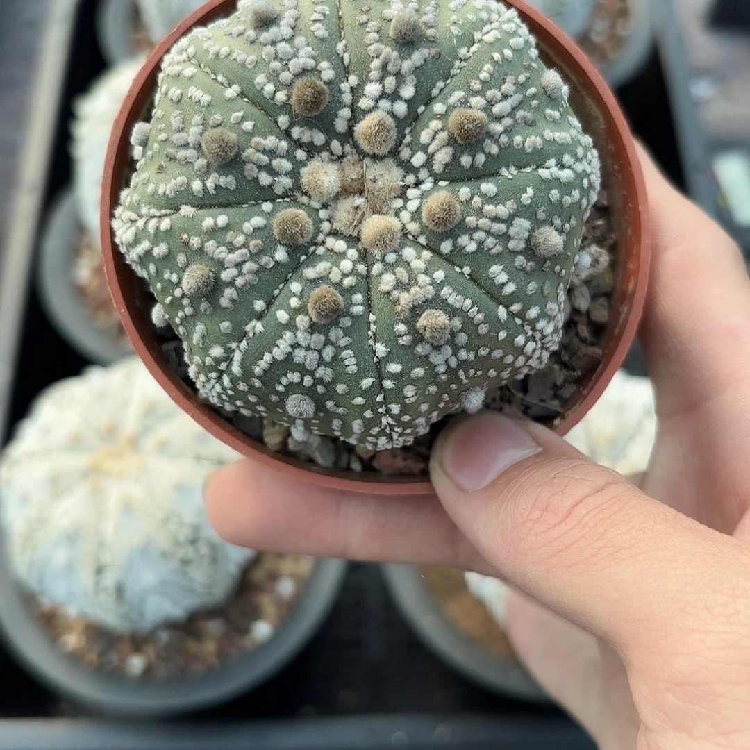 脱土发，保健康，一物一拍