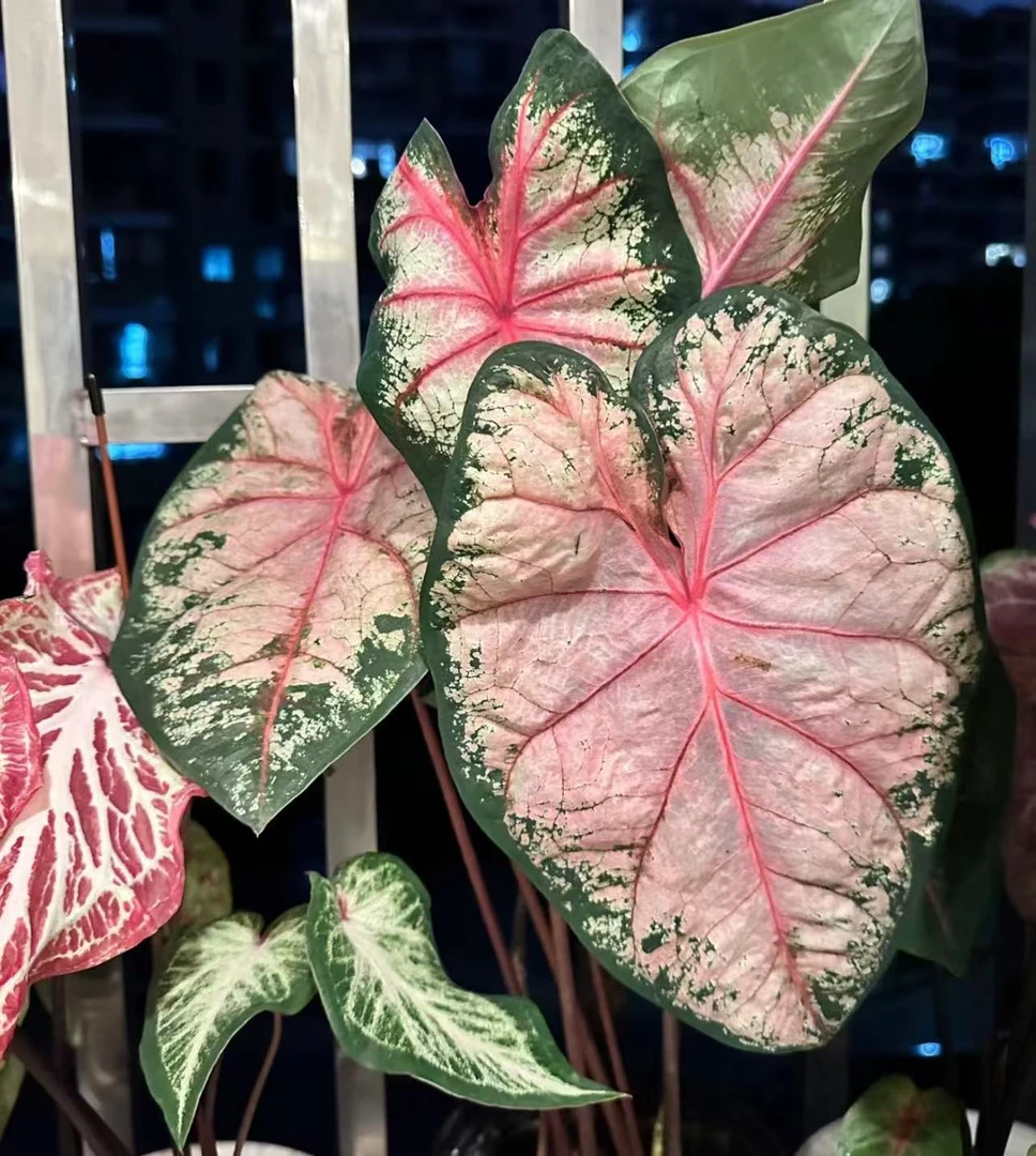 【苹果花】（进口 大颗  彩叶芋）好养室内观叶植物