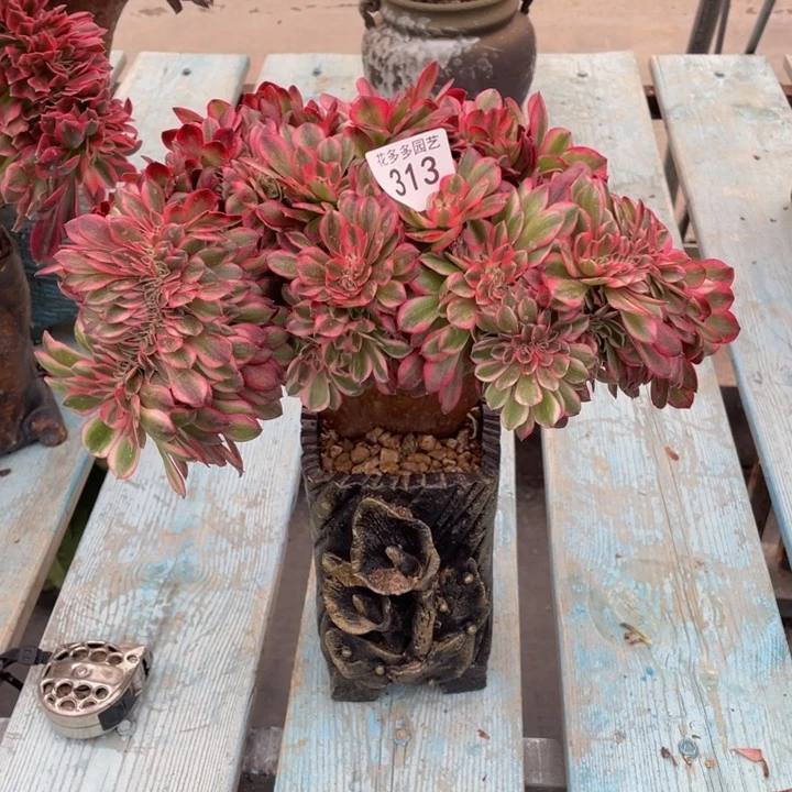 313号倾城法师缀花微瑕