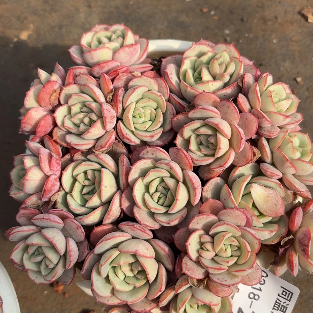 同温层多肉217凌波仙子