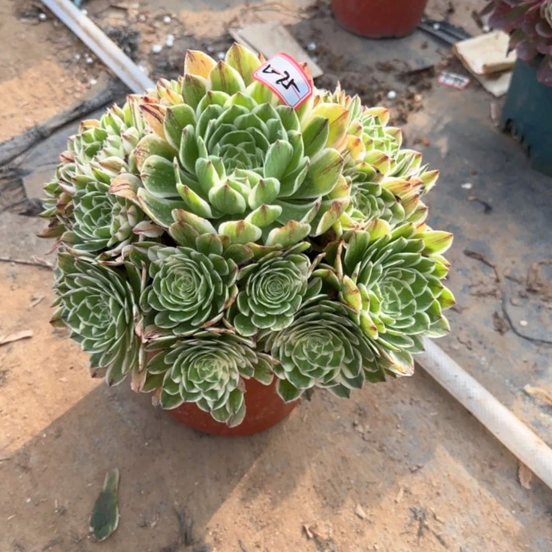 2-75莎白多肉植物多肉