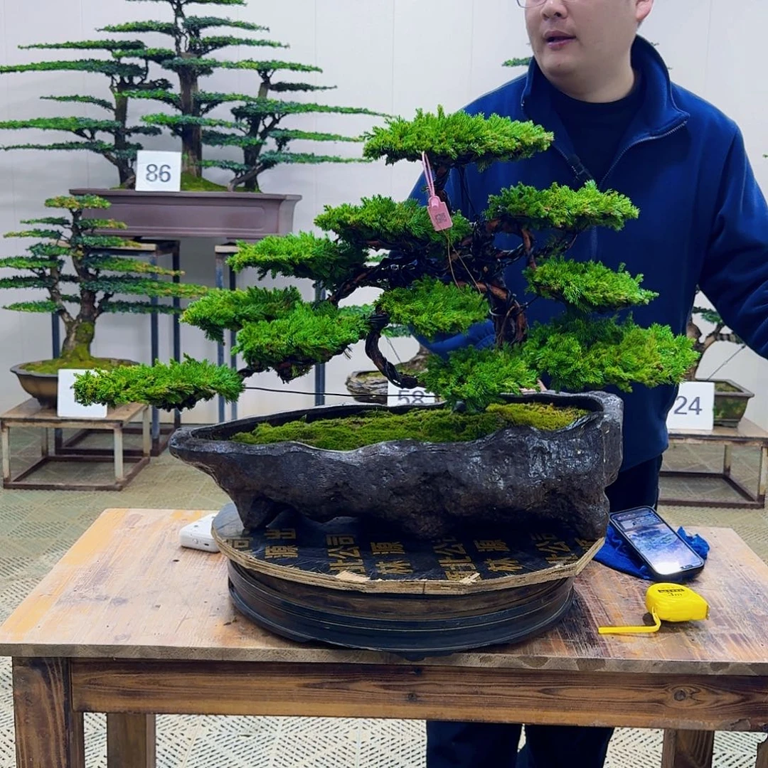 无花朵柏树造型盆景