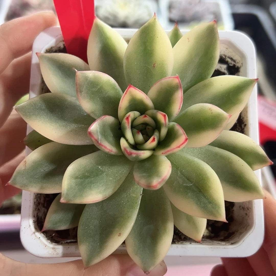 86号阿诗娜锦多肉植物