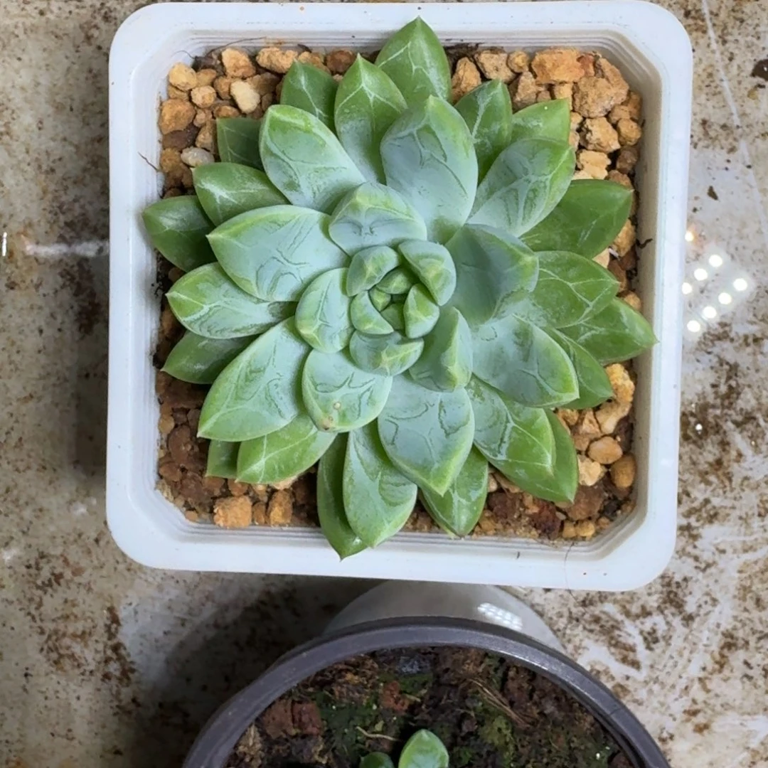 水晶萝莉 单头 一物一拍