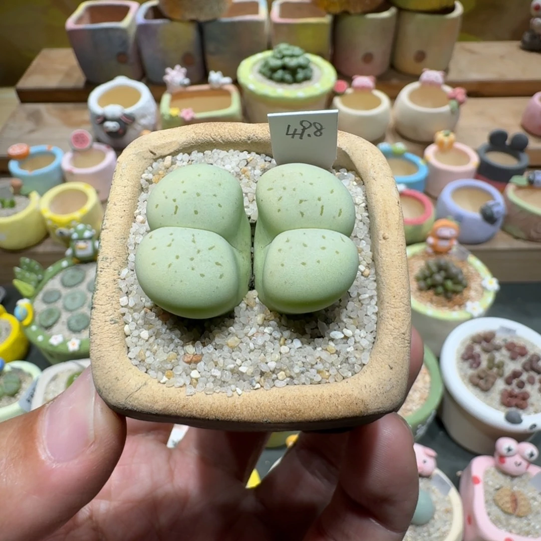 蘑菇1307绿大白多肉植物