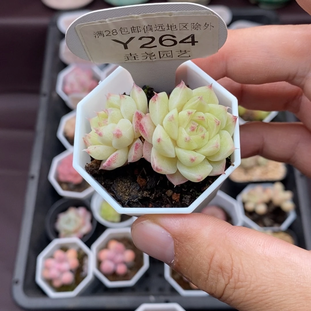 0264 女王双头 4.5cm