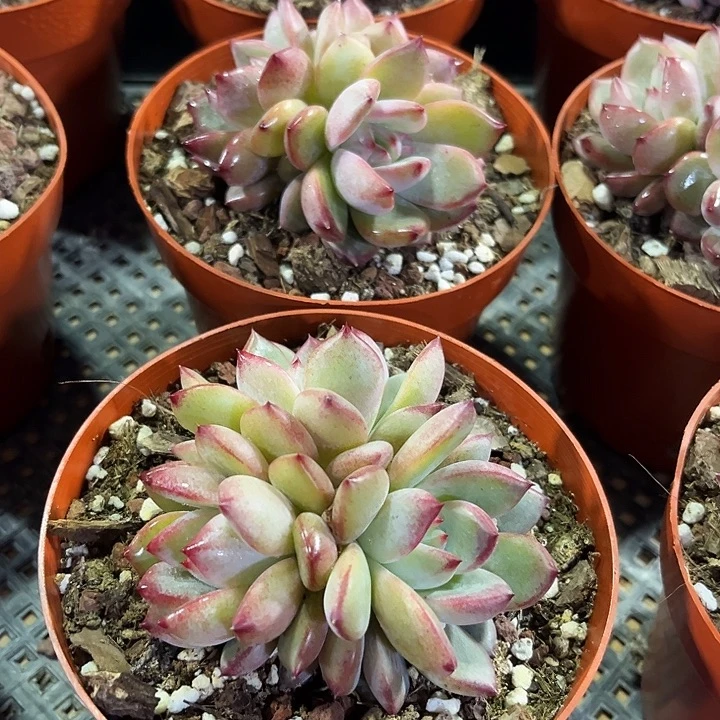 精品夜魔侠群多肉植物