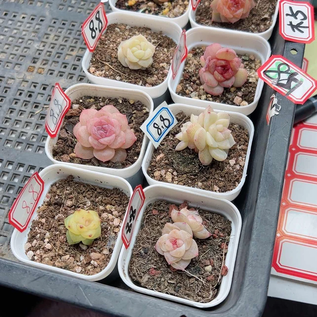 【闪购商品】木*851 10颗星星星星