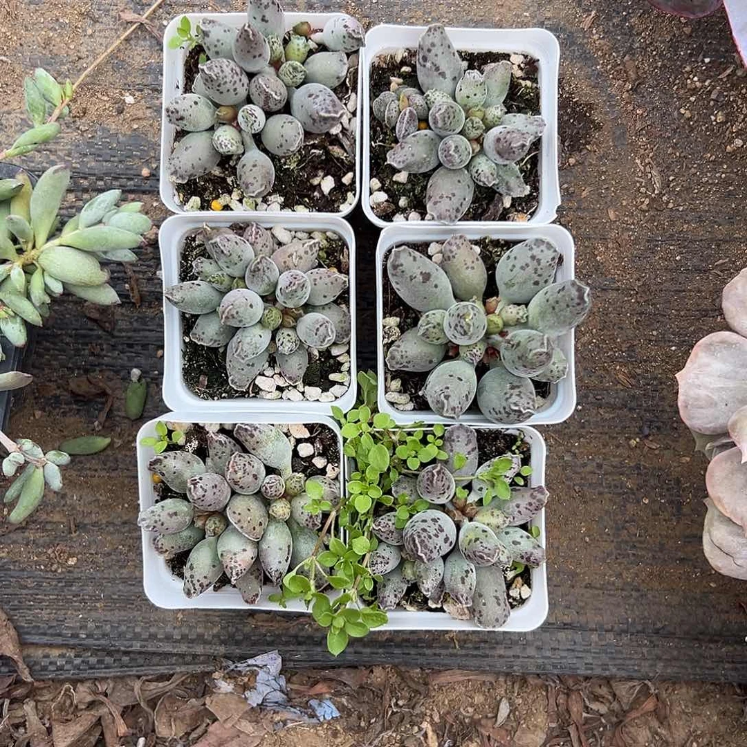 ;***)多肉植物六盆海豹