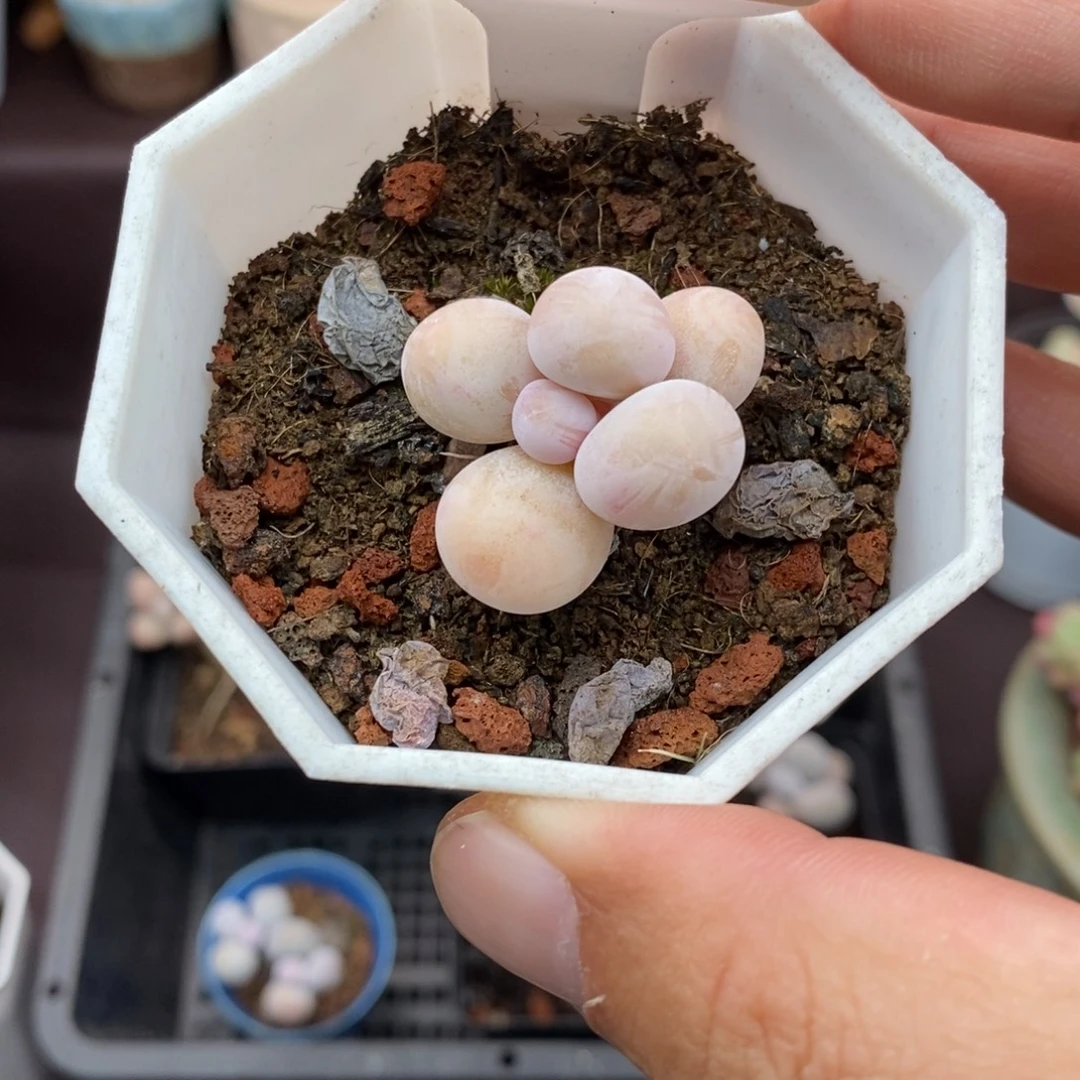 0299 橙雪球 3cm