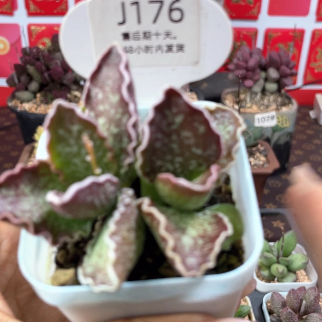 8****      大波浪。    176。