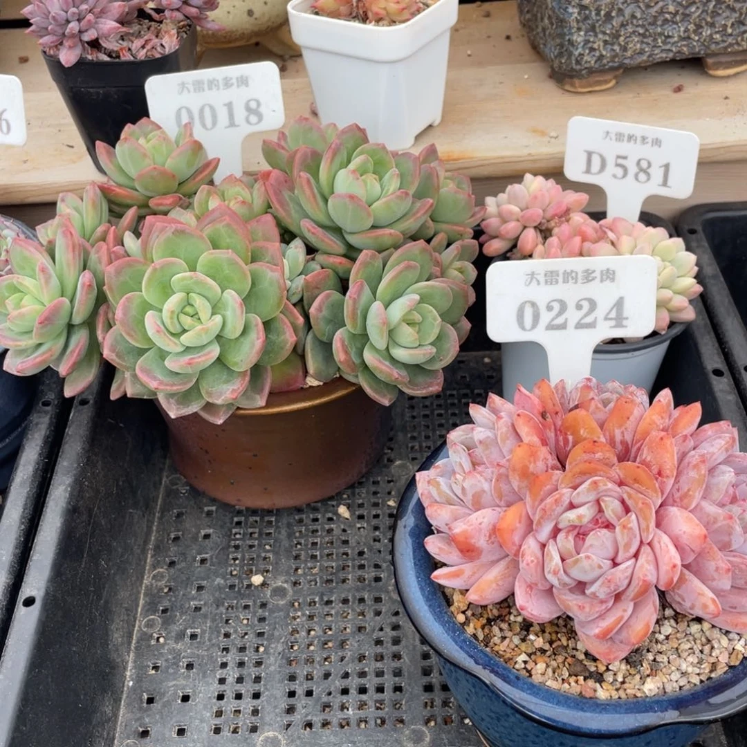 B****A5个玻璃瓶啦啦啦啦