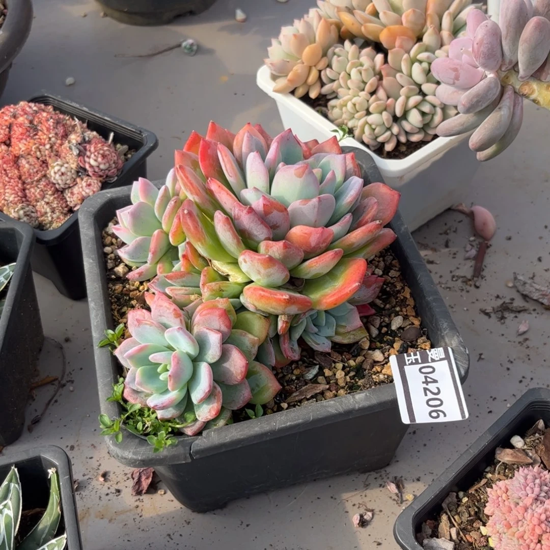 冷橙多肉植物04206