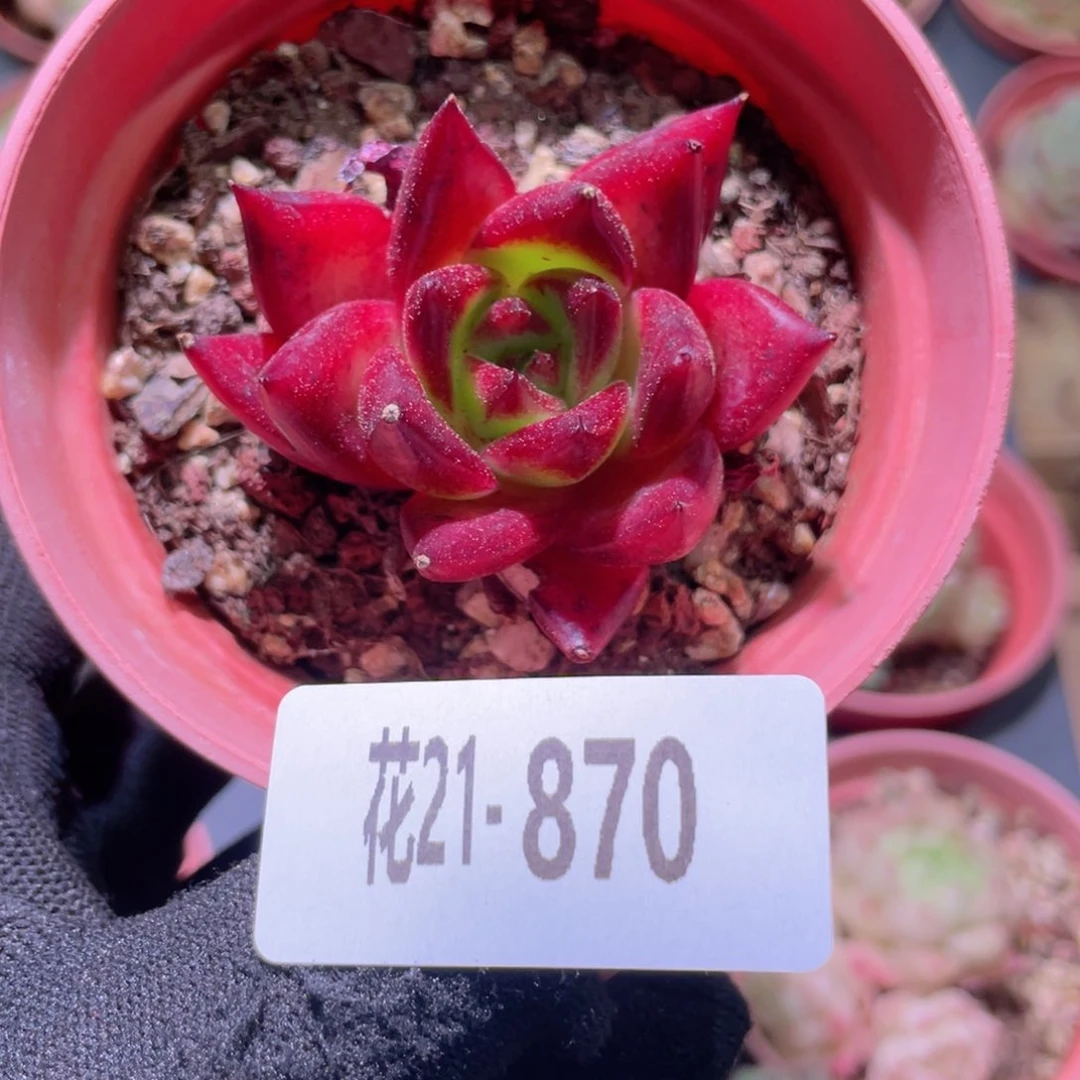 花利美21-870布鲁斯