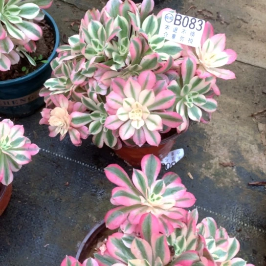 多肉植物女巫不包083