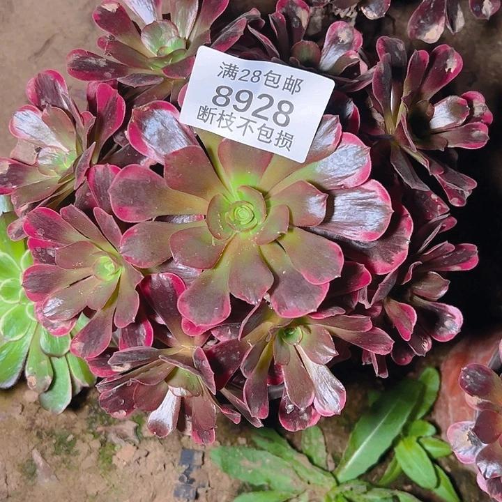 8928爱神多肉植物