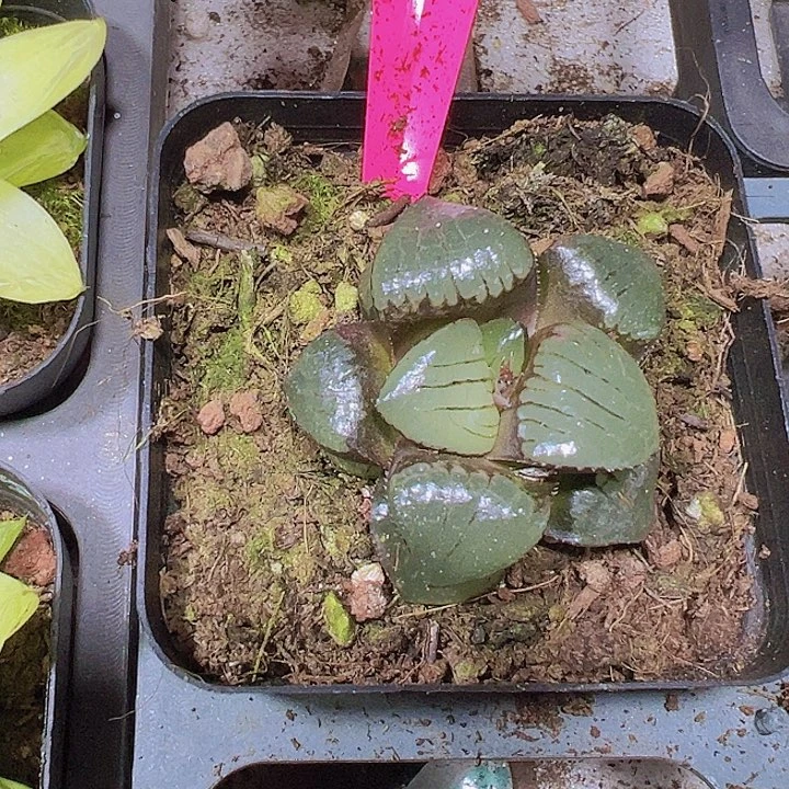 日月潭19包邮多肉植物