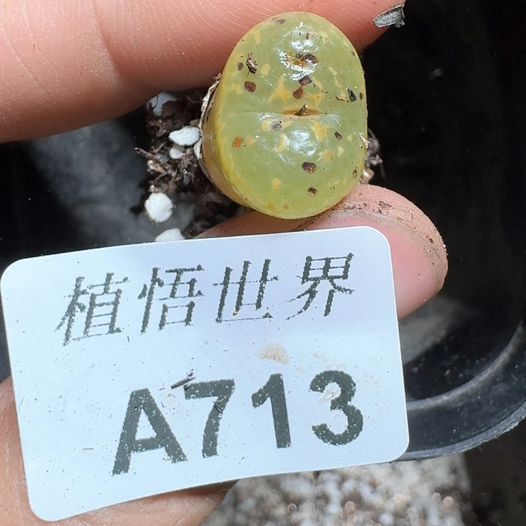 713盒多肉植物哇f v